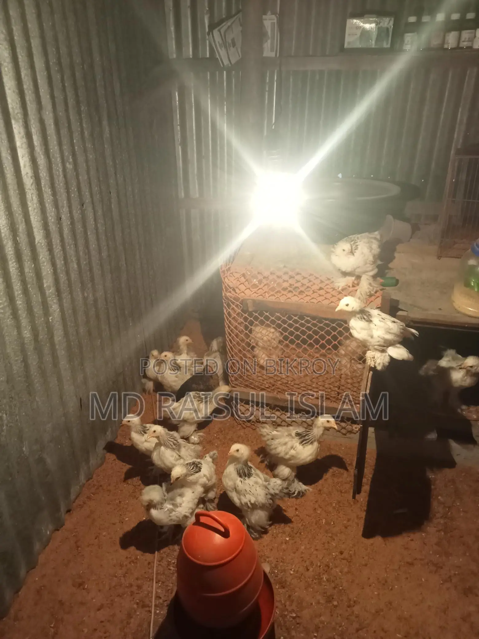 Columbian Light Brahma Eggs and Chicks for Sale
