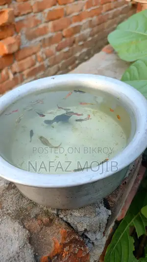 Guppy and Molly Fish