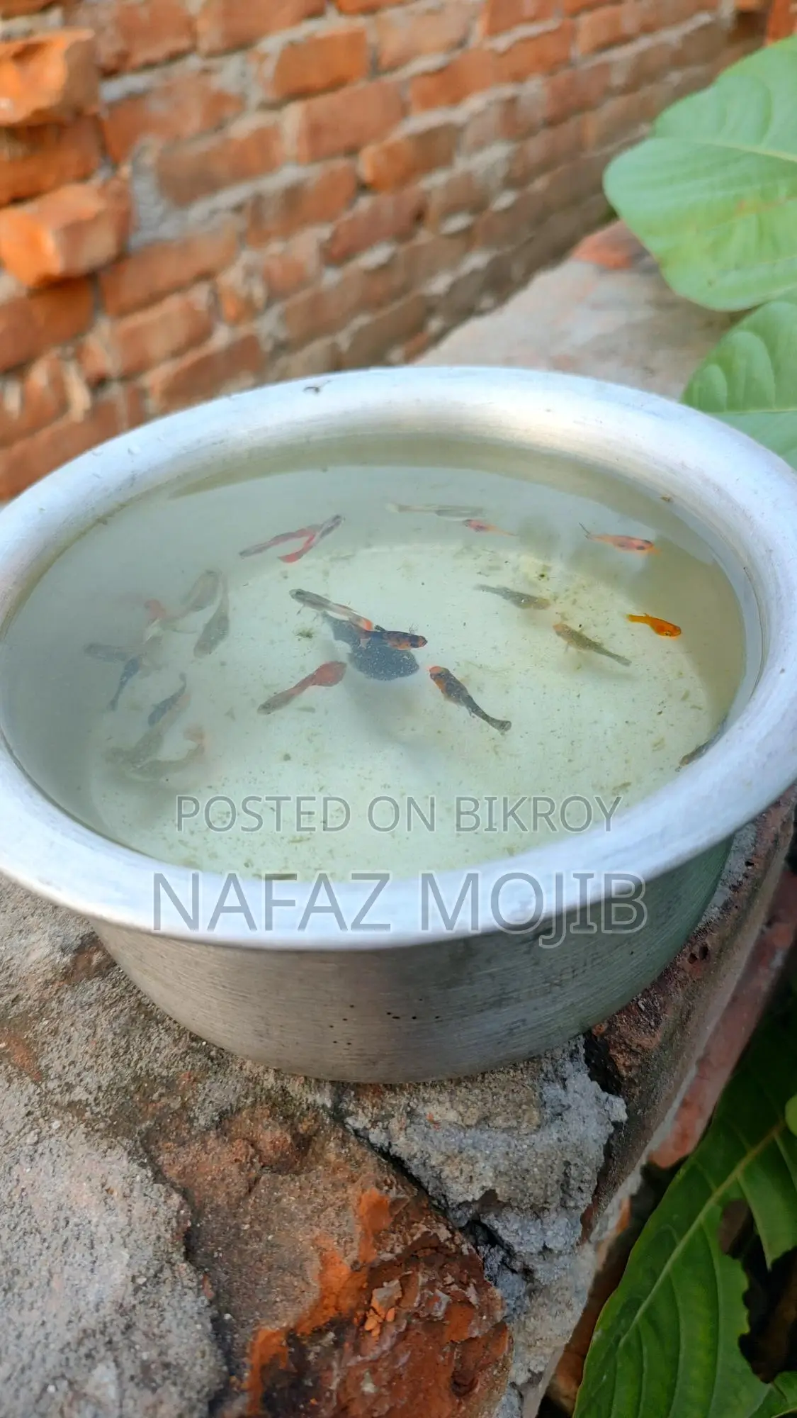 Guppy and Molly Fish
