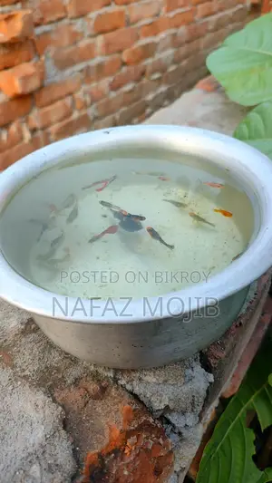 Guppy and Molly Fish
