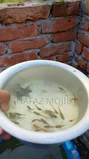 Guppy and Molly Fish