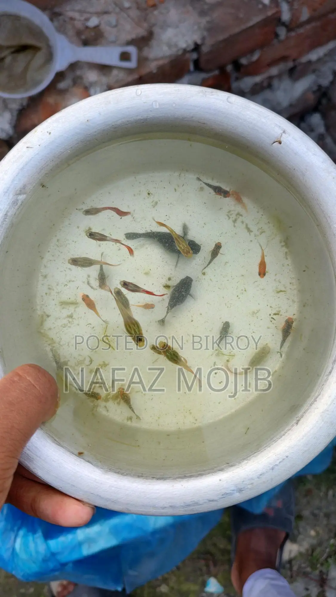 Guppy and Molly Fish