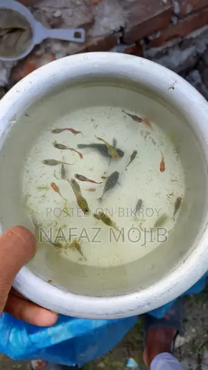 Guppy and Molly Fish