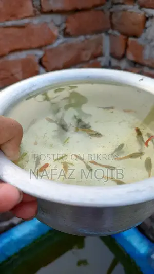 Guppy and Molly Fish