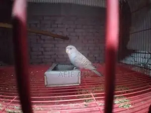 বাজরিগার পাখি