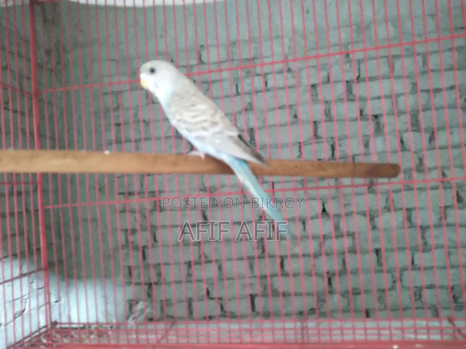 বাজরিগার পাখি