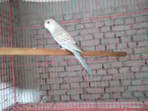বাজরিগার পাখি