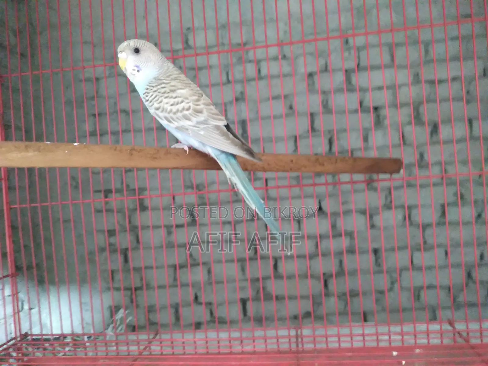 বাজরিগার পাখি