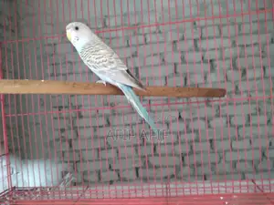 বাজরিগার পাখি