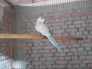 বাজরিগার পাখি