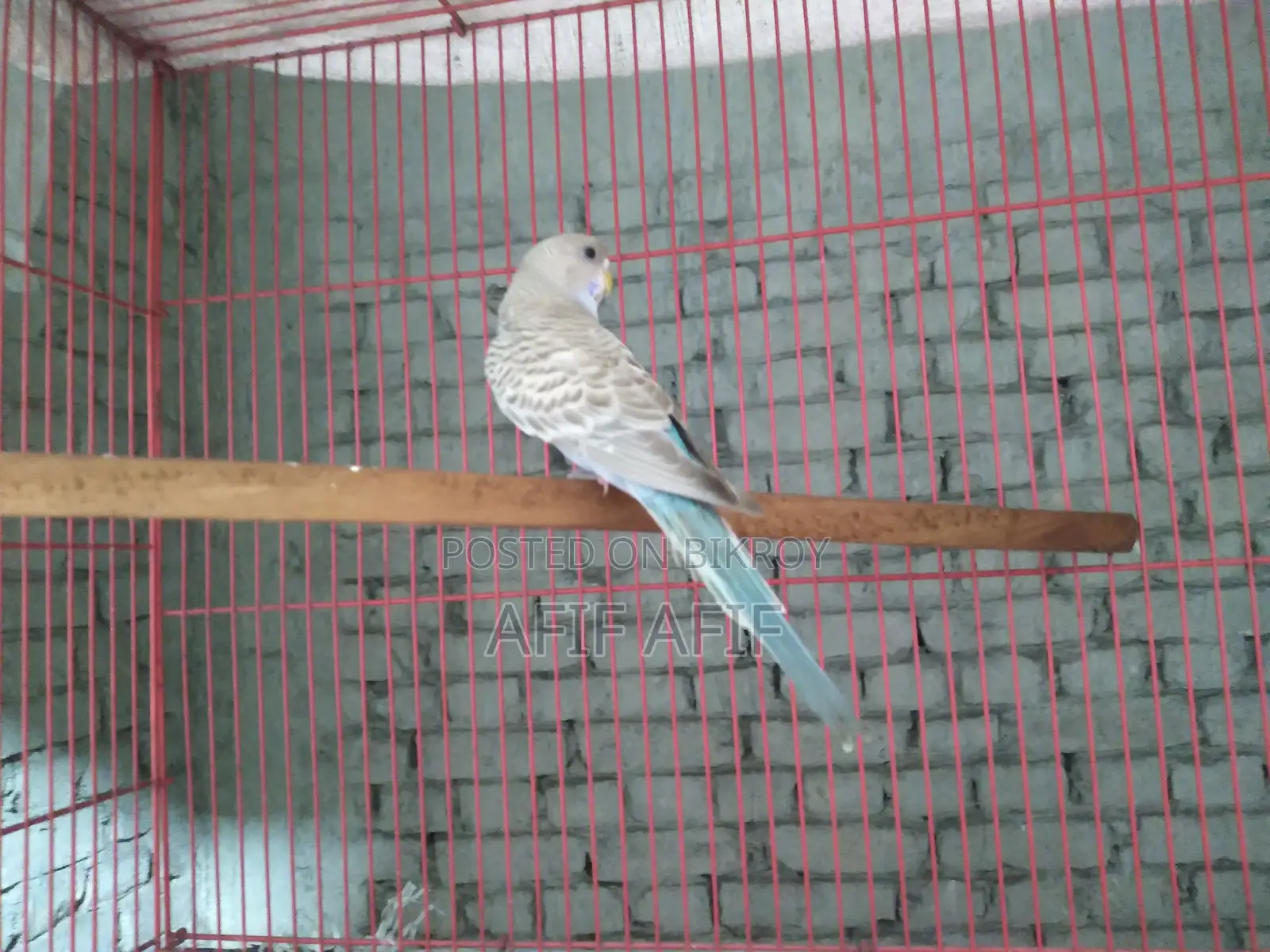 বাজরিগার পাখি