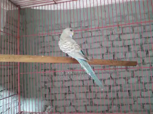 বাজরিগার পাখি