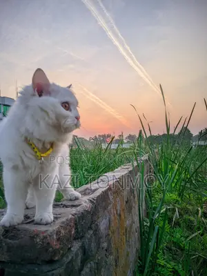 পোষা বিড়াল