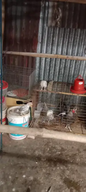 Police Cap Chicken