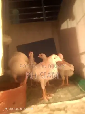 ব্রয়লার-সোনালি মিক্সড মুরগি