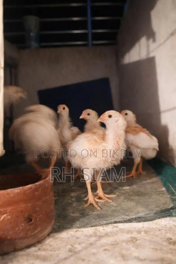 ব্রয়লার-সোনালি মিক্সড মুরগি