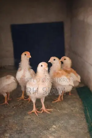 ব্রয়লার-সোনালি মিক্সড মুরগি