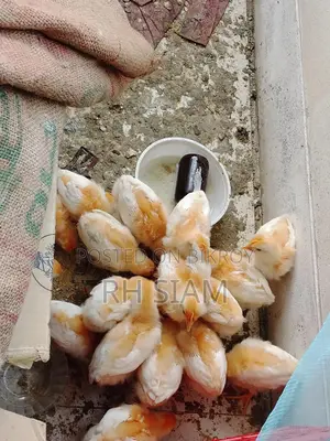ব্রয়লার-সোনালি মিক্সড মুরগি