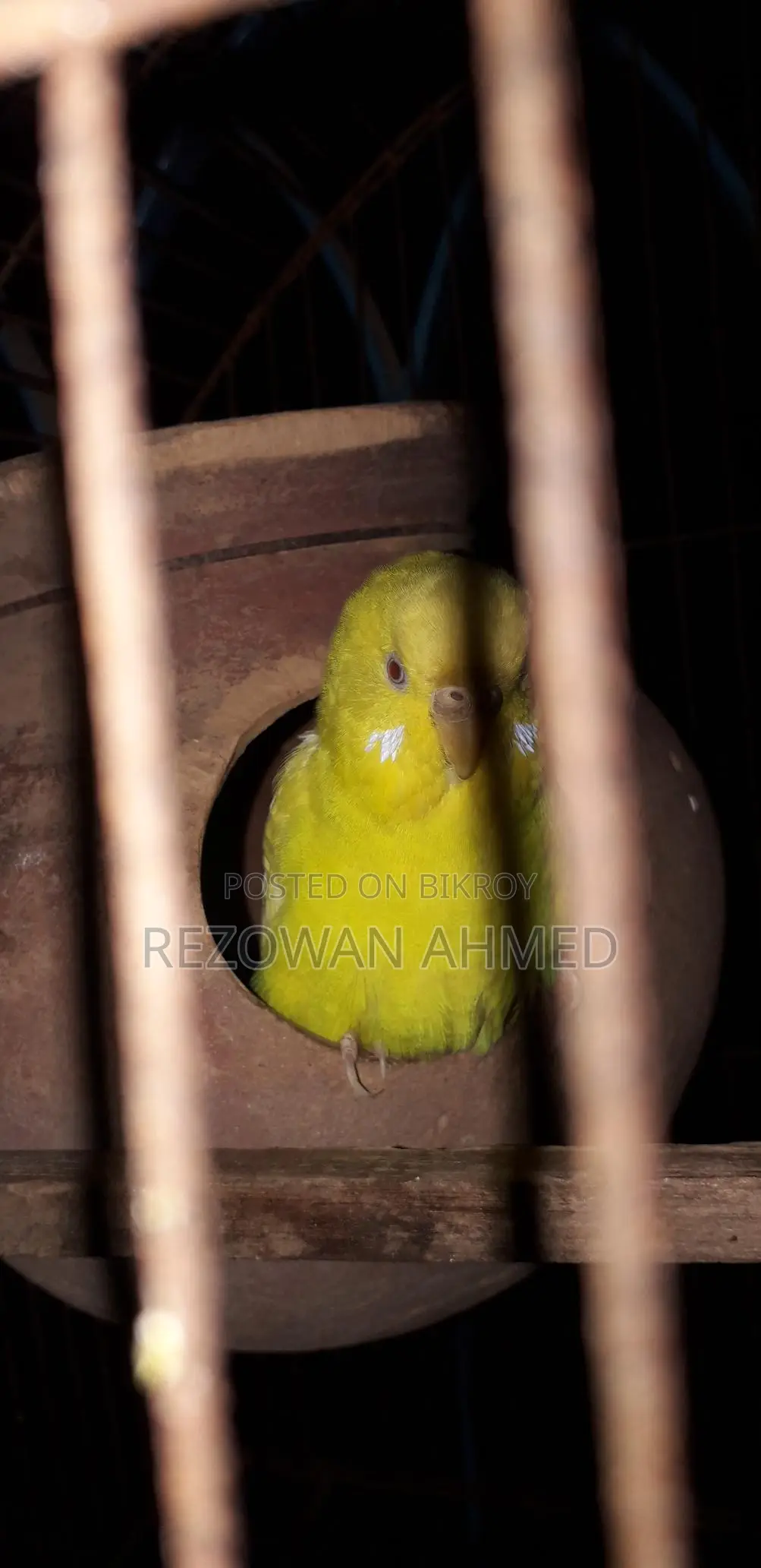 রানিং বাজিগর বিক্রি হবে