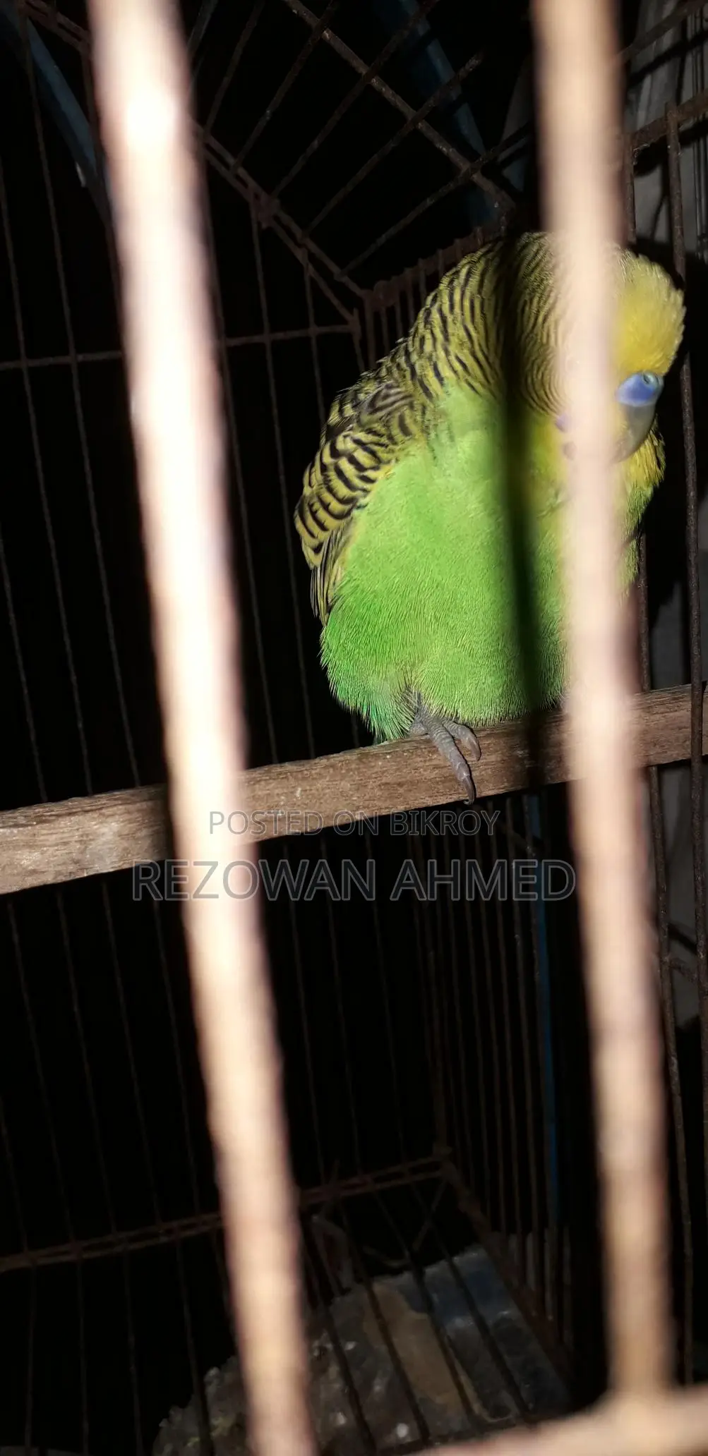 রানিং বাজিগর বিক্রি হবে