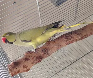 Olive green ringneck Tiya টিয়া Parrot Parakeet রিংনেক রিংনেট