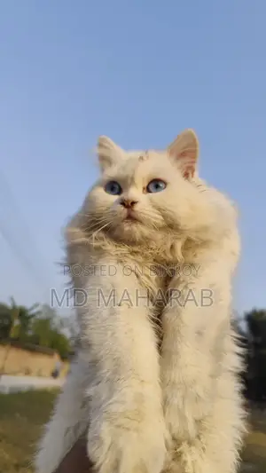 Female cat