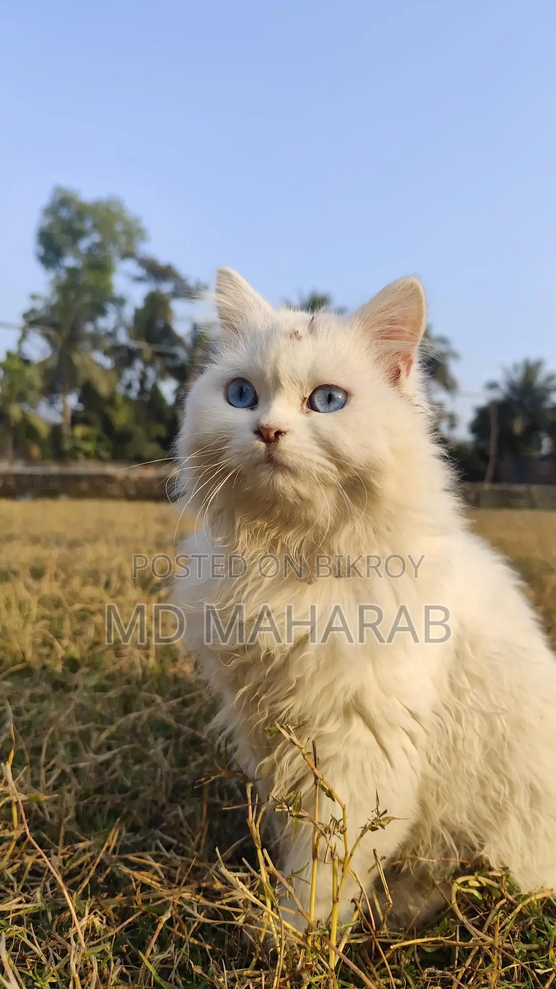 ফিমেল বিড়াল