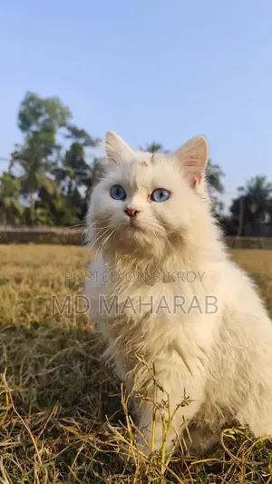 ফিমেল বিড়াল