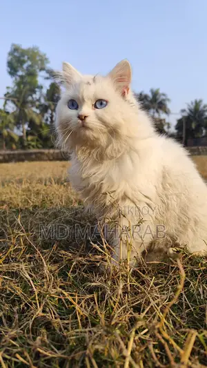 ফিমেল বিড়াল