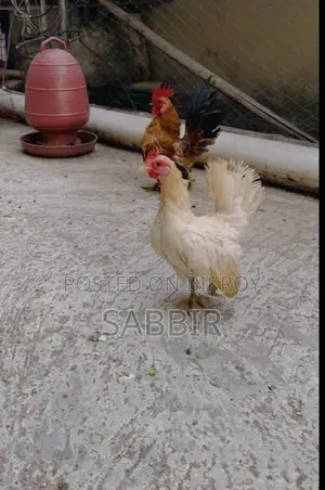 মালেশিয়ান সেরামা জোড়া