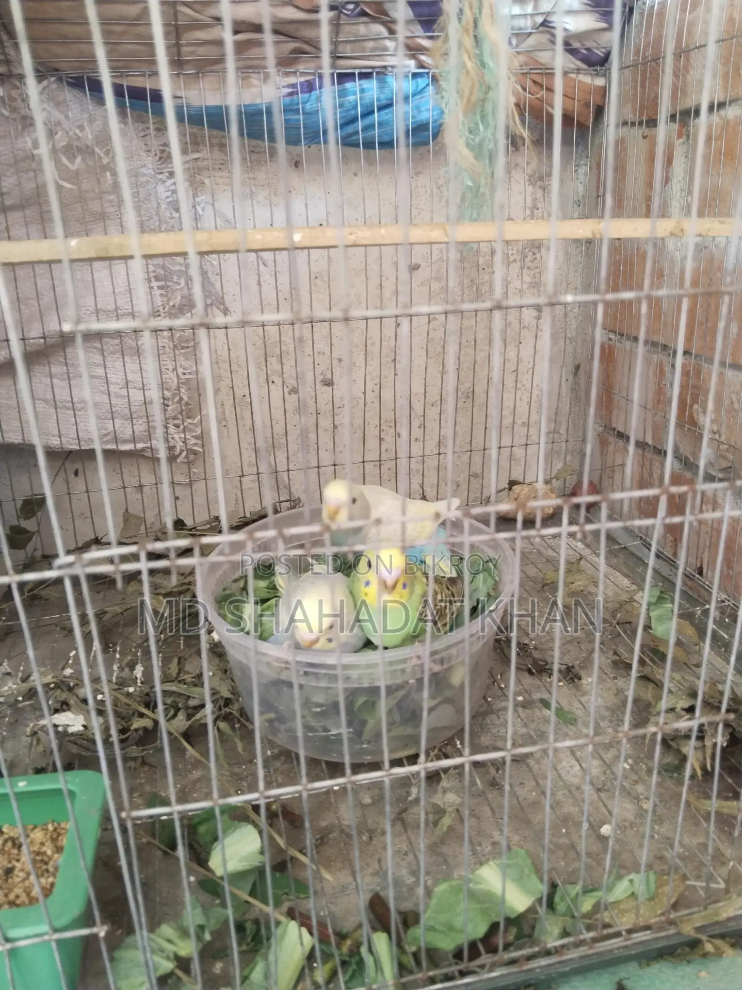 কিছু বাজীগর পাখি আছে শখের বিক্রি করা হবে