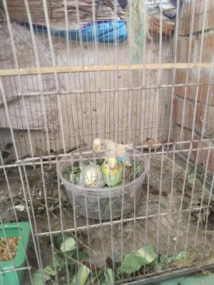 কিছু বাজীগর পাখি আছে শখের বিক্রি করা হবে