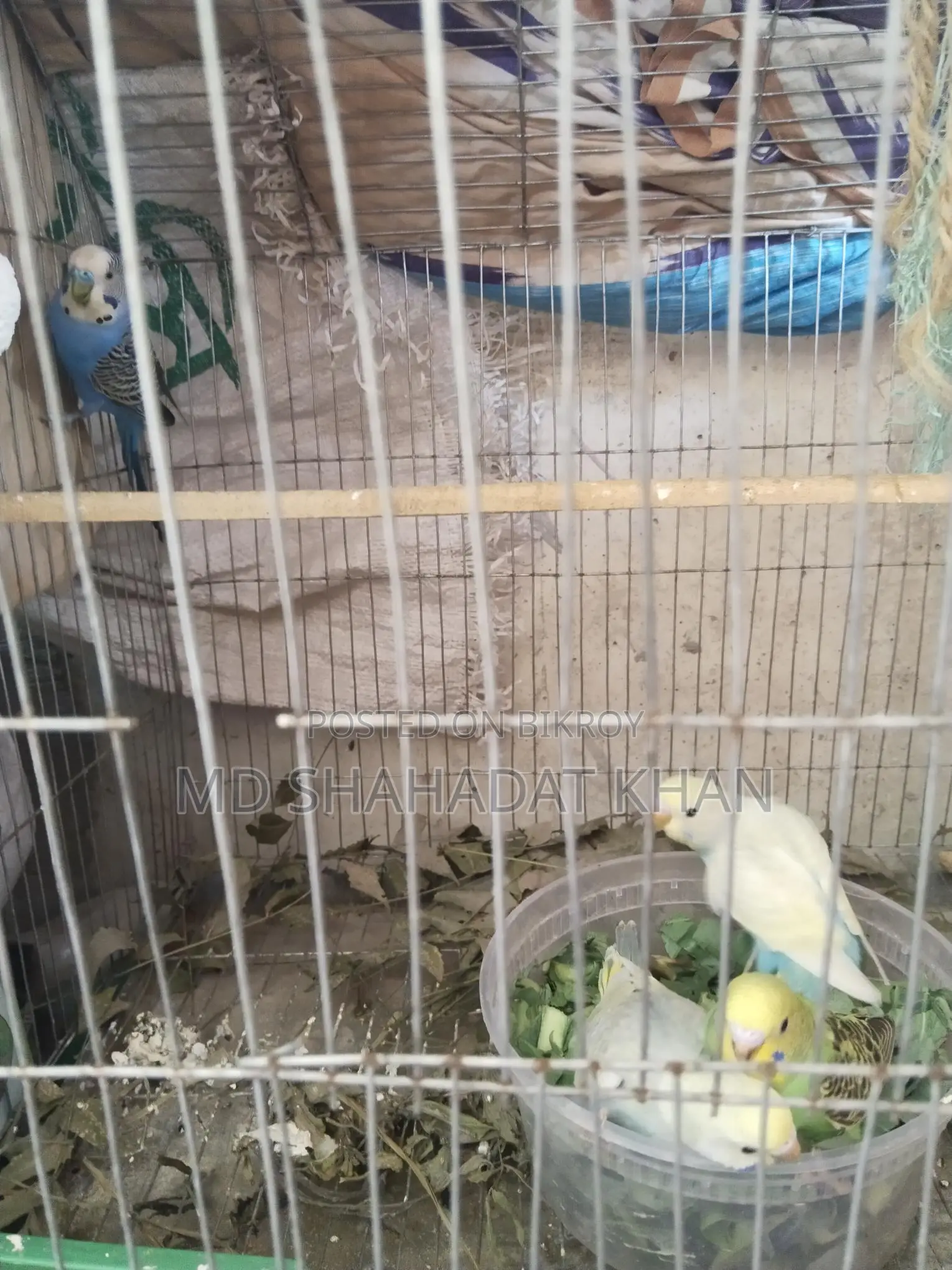 কিছু বাজীগর পাখি আছে শখের বিক্রি করা হবে