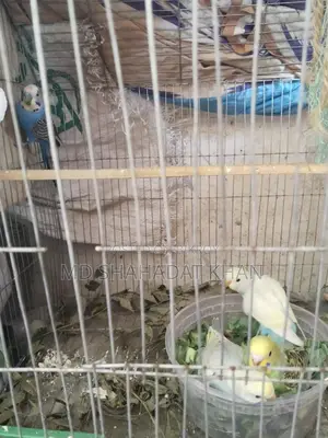 কিছু বাজীগর পাখি আছে শখের বিক্রি করা হবে