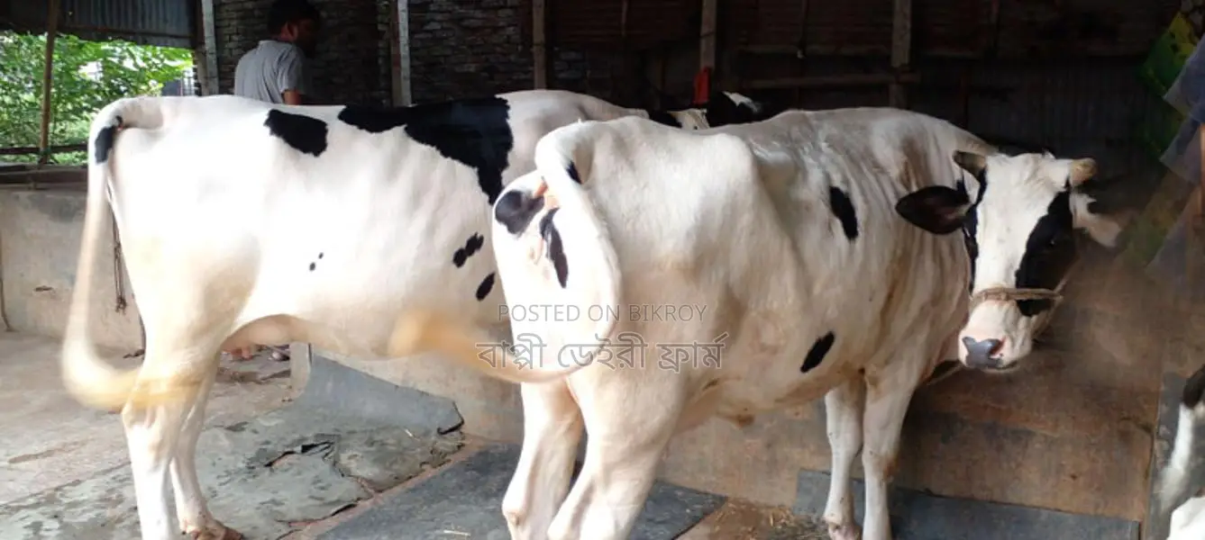 Buy these 2 high-quality cows for your farm with confidence.