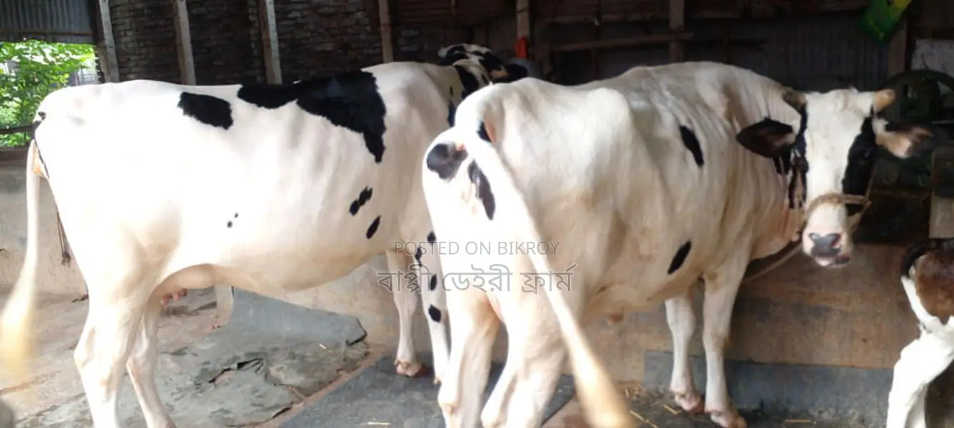 Buy these 2 high-quality cows for your farm with confidence.