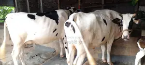 Buy these 2 high-quality cows for your farm with confidence.