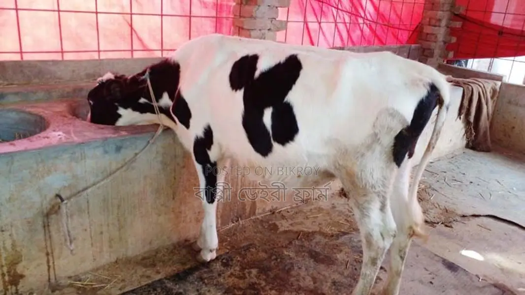 ১০৯৫ নং বকনা বিক্রি ।