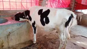 ১০৯৫ নং বকনা বিক্রি ।