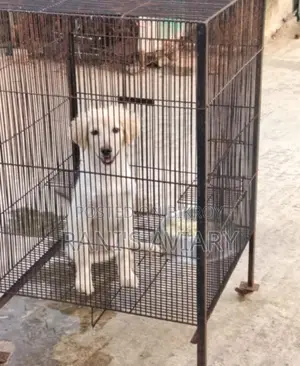 Spitz Male Available