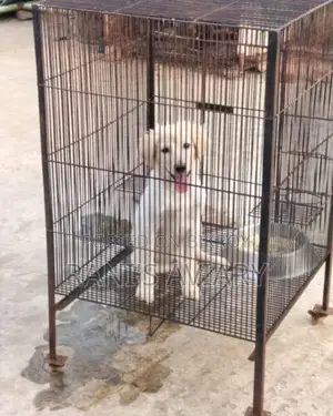Spitz Male Available