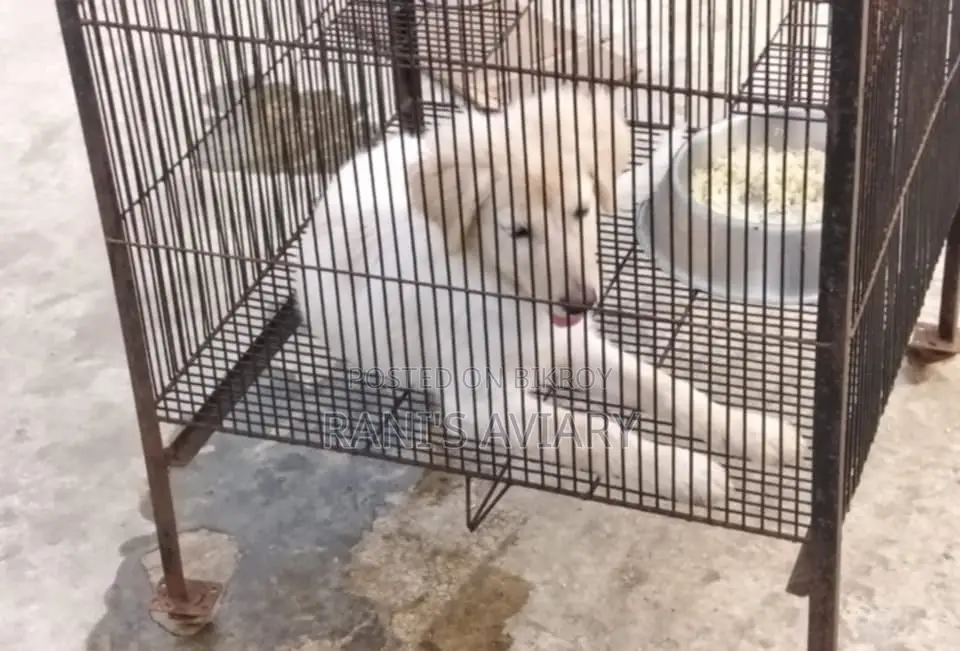 Spitz Male Available