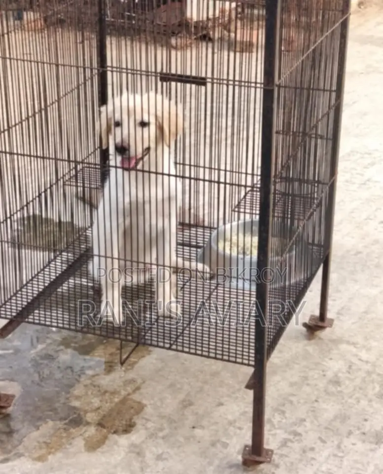 Spitz Male Available