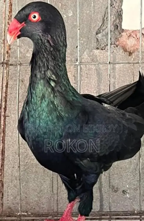 Danish Male Pigeon for Sale