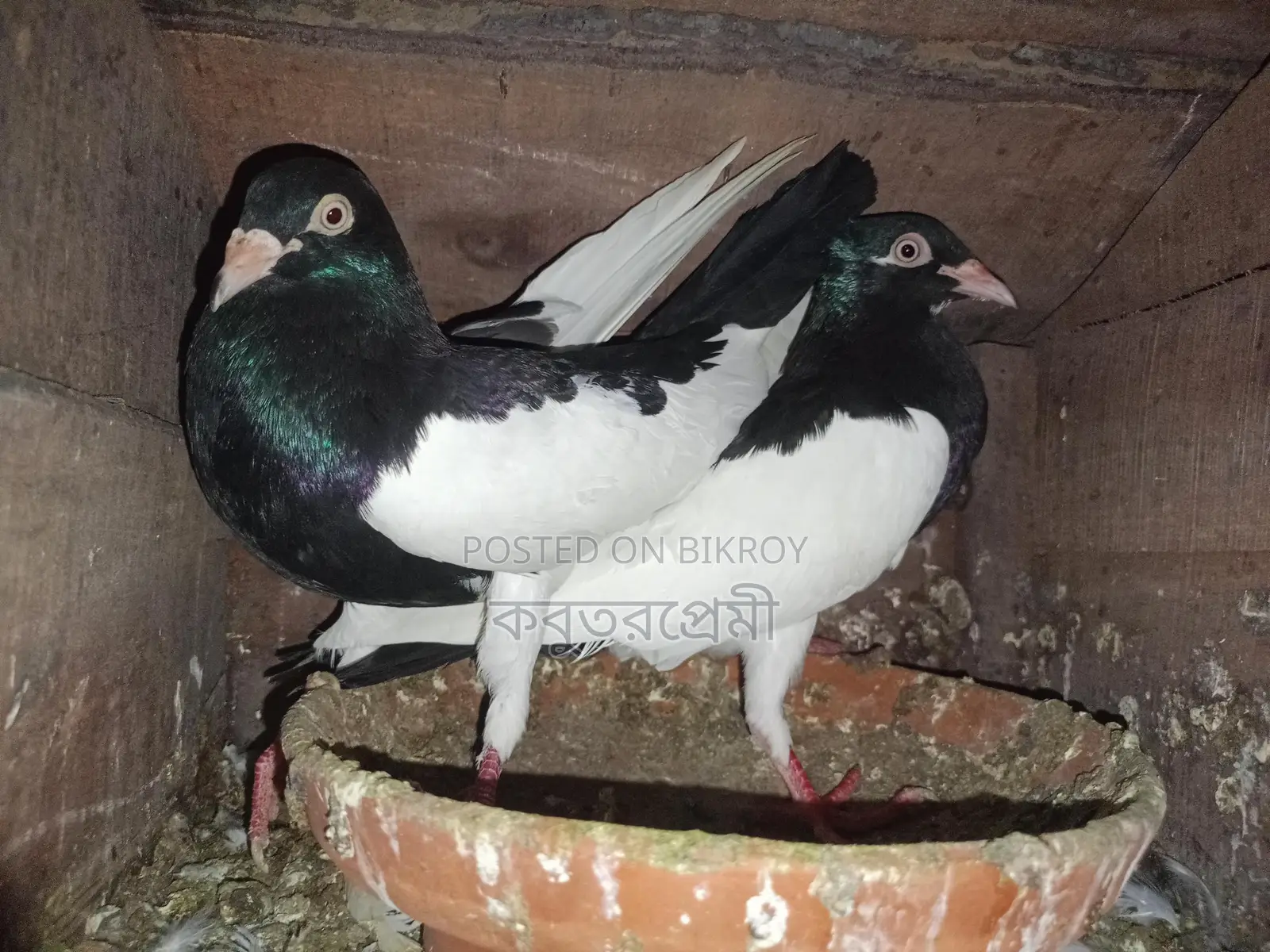 রানিং মাগপাই