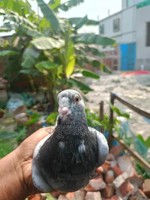 রানিং মাগপাই