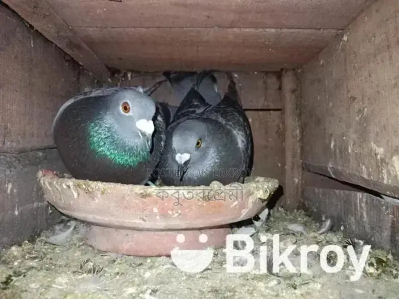 রানিং মাগপাই