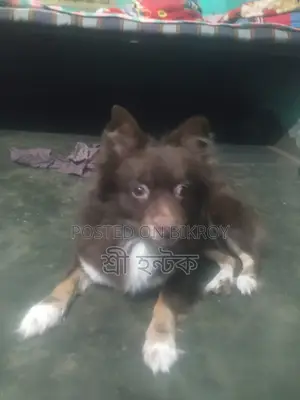 Pomeranian Female