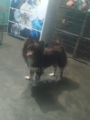 Pomeranian Female