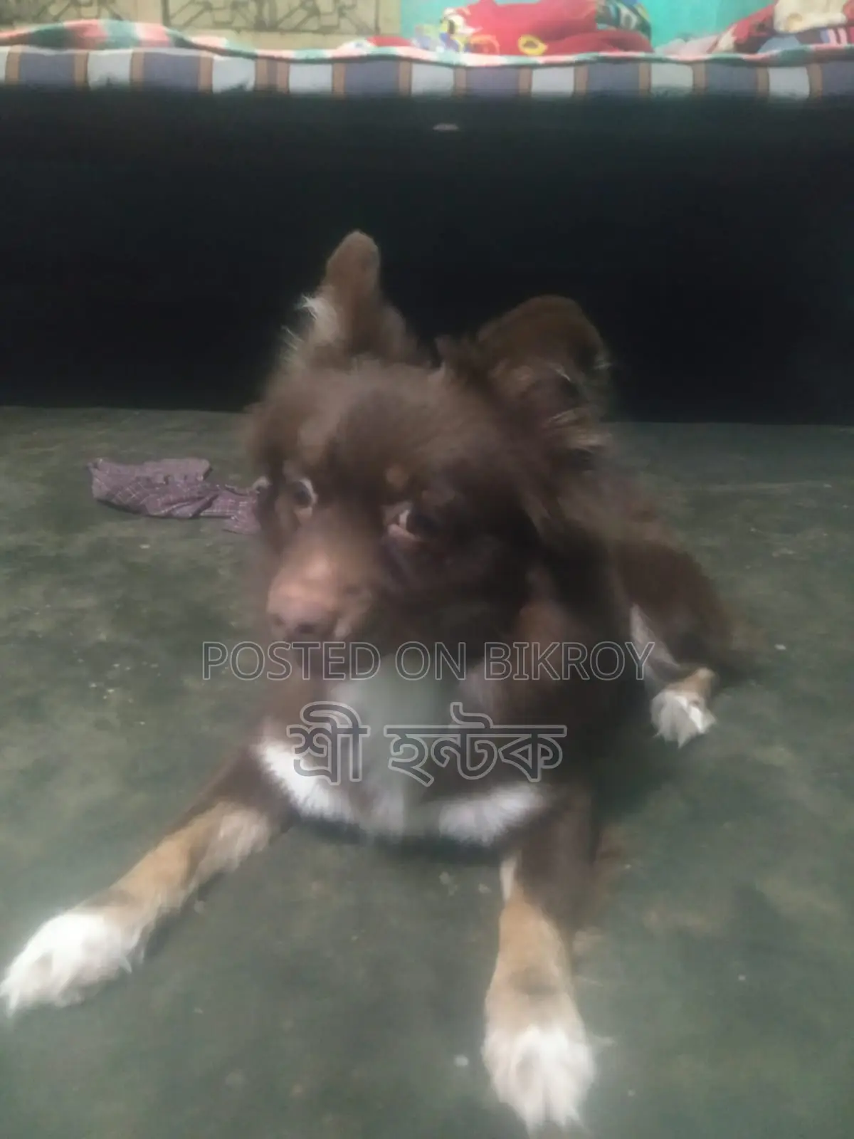 Pomeranian Female